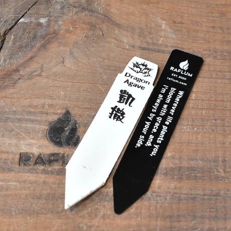アガベ チタノタ シーザー / 精品凱撒 【台湾 dragon agave産/中株/抜き苗】642 DGC25020022(T)