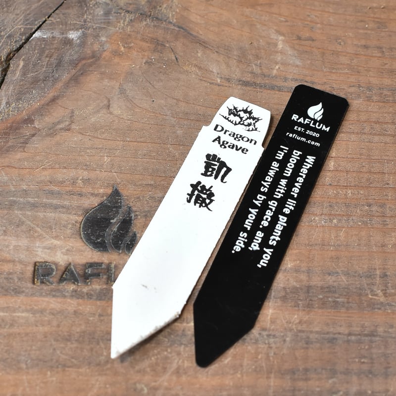 アガベ チタノタ シーザー / 精品凱撒 【台湾 dragon agave産/中 アガベ チタノタ シーザー / 精品凱撒 【台湾 dragon agave産/中