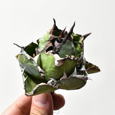 CATEGORY チタノタ ブラックアンドブルー | RAFLUM / ラフラム｜東京