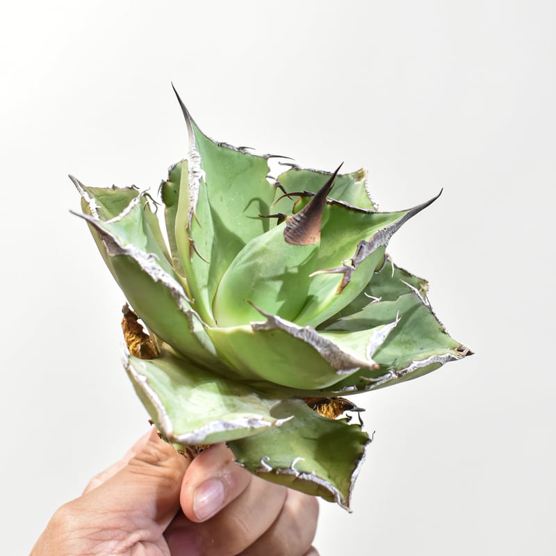 アガベ チタノタ 