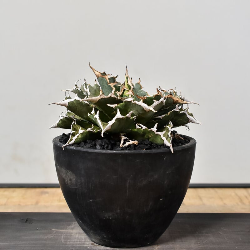 アガベ チタノタ 