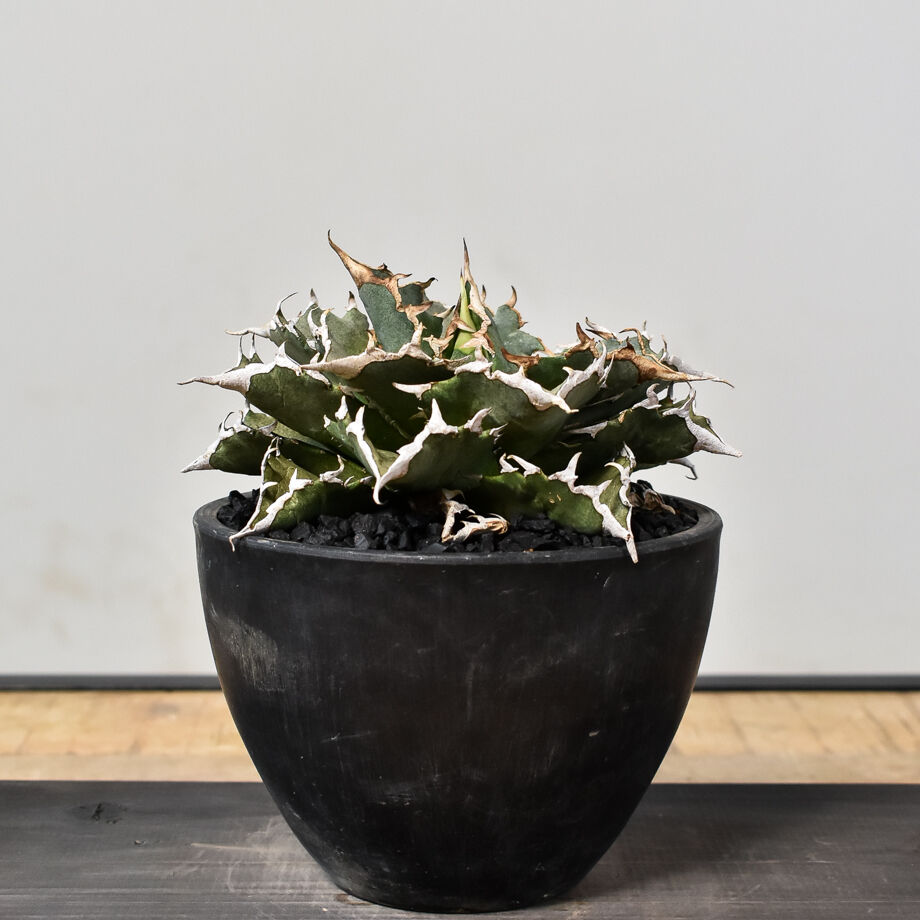 アガベ チタノタ 