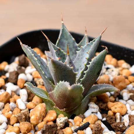 アガベ ハイブリット "邪霊" (特白肌怒雷神×血妖) 【台湾botanical_seeker産】RF25011430