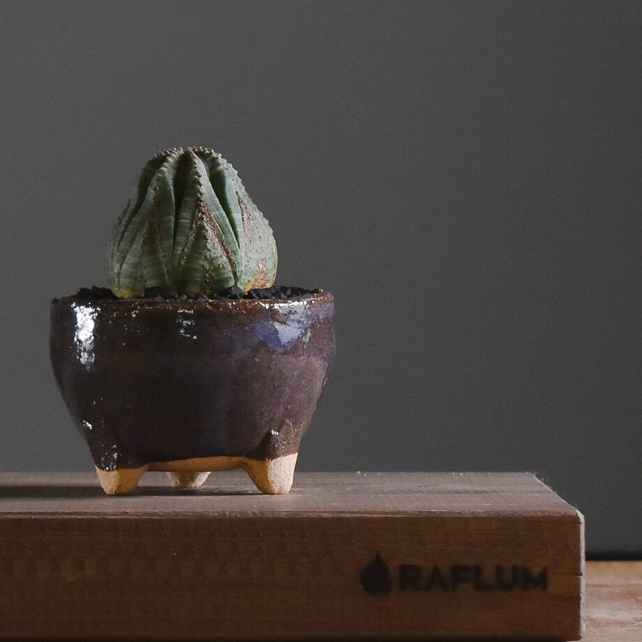 ユーフォルビア オベサ /オールド オベサ【根強い人気！！木質化の