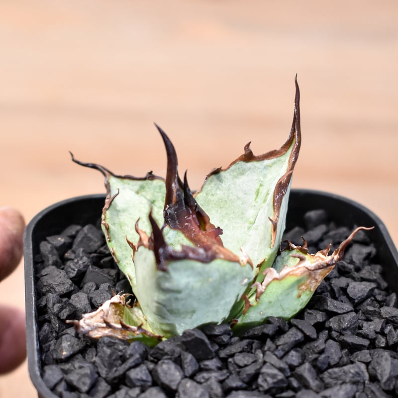 アガベ　チタノタ　Dennis051 中株　胴切り天　発根済み アガベ チタノタ Dennis051 中株 胴切り天 発根済み 【随時更新】根