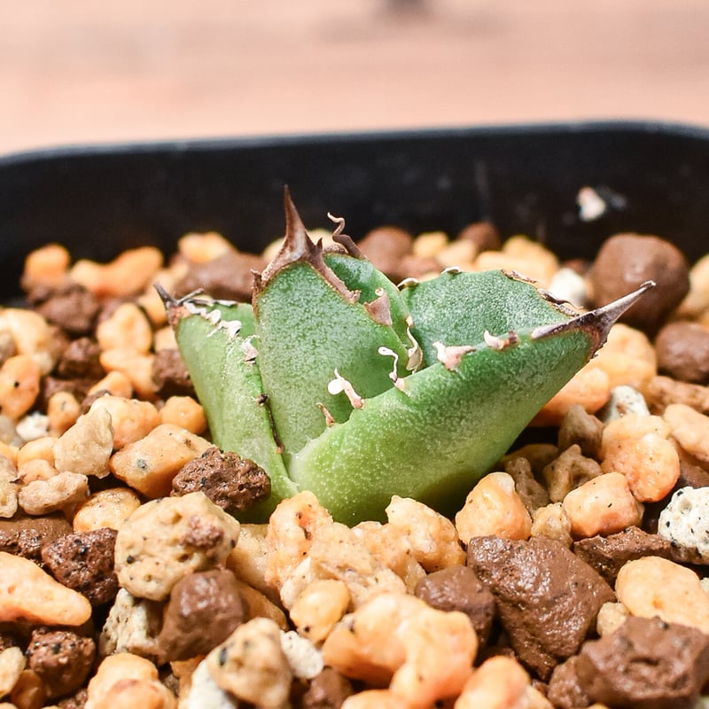 アガベ チタノタ 