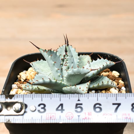アガベ ハイブリット 日系イシスメンシス×象牙妖炎（陽炎エボリ）【台湾botanical_seeker産】RF25011389