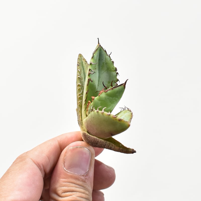 アガベ チタノタ 歐若拉 / 