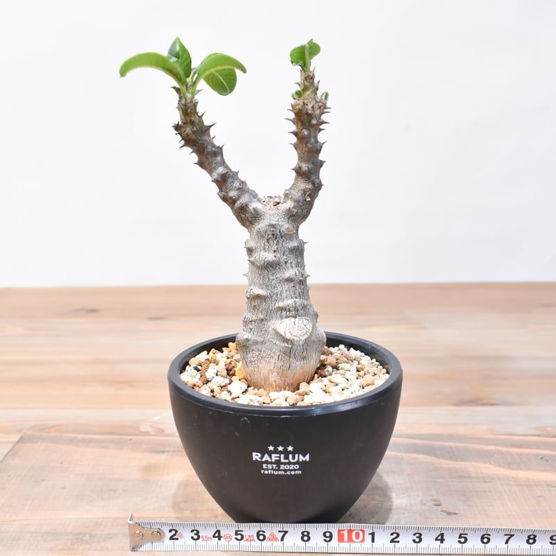 国内実生株 パキポディウム ウィンゾリー実生 ⑤ (グラキリス パキプス アガベ グラキリス実生/パキポディウム/コーデックス/塊根植物ライフ