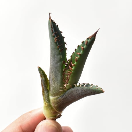 レッドキャットウィーズル | STORES