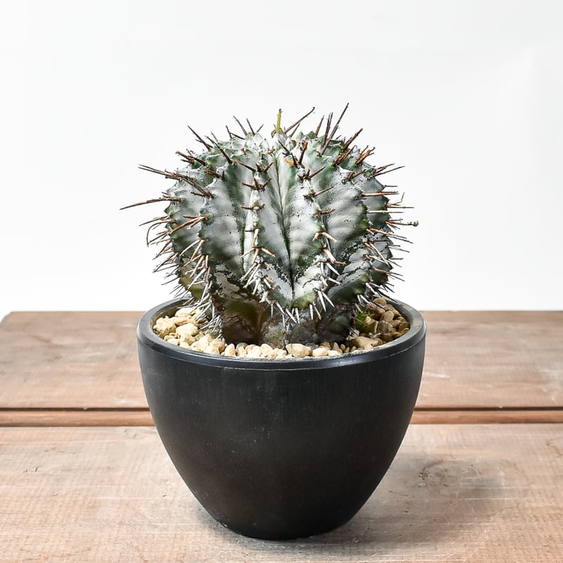 激レア ユーフォルビア ホリダ 2ヘッド ユーフォルビア ホリダ 