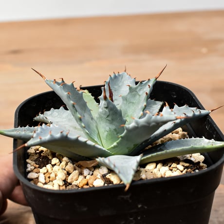 アガベ ハイブリット 日系イシスメンシス×象牙妖炎（陽炎エボリ）【台湾botanical_seeker産】RF25011405
