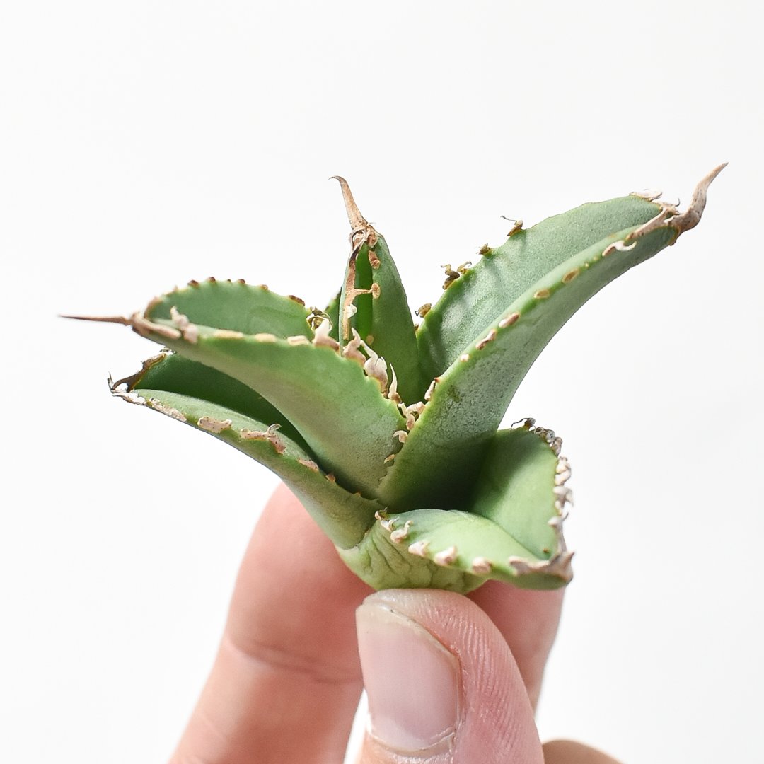 アガベ EU GODZILLA RUゴジラの子株（天芽）2