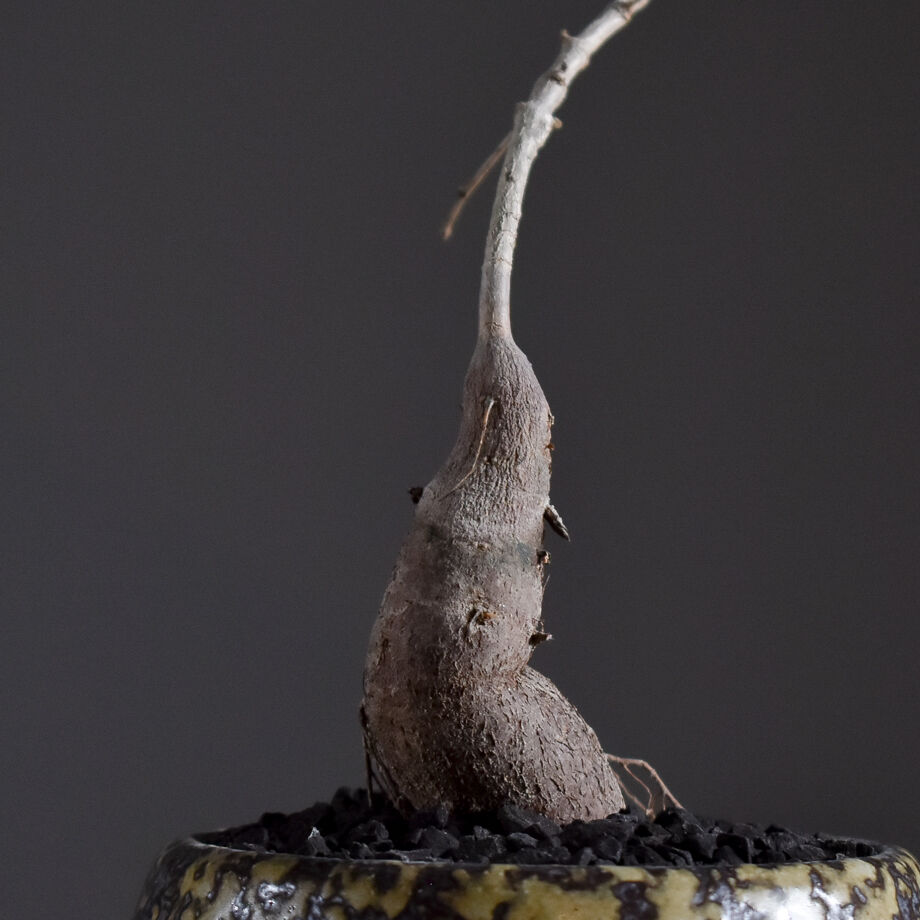 超希少株】 オペルクリカリア ヒファエノイデス 斑入り オペル