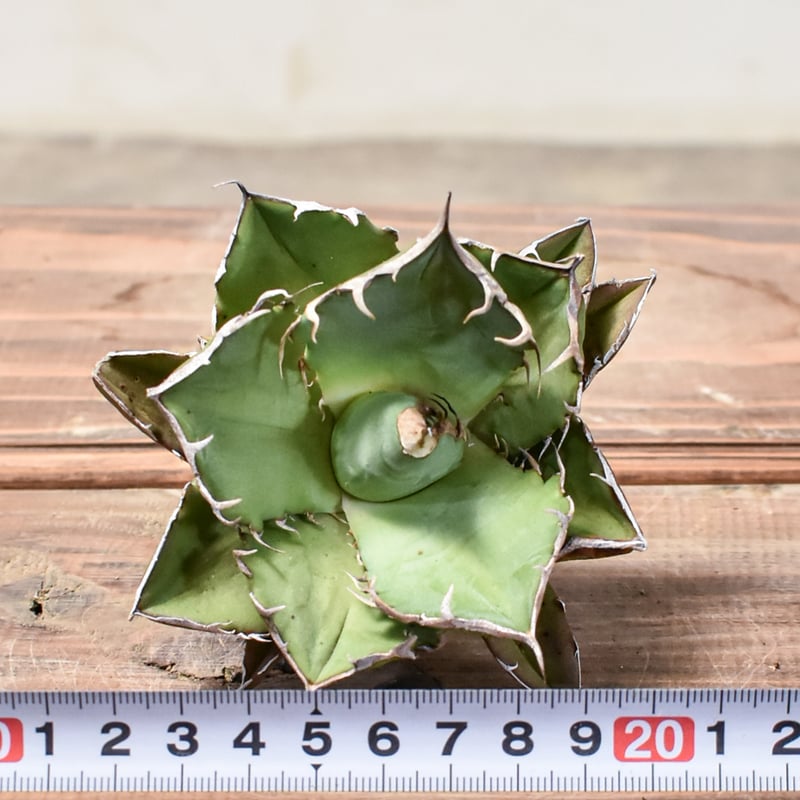 アガベ チタノタ 