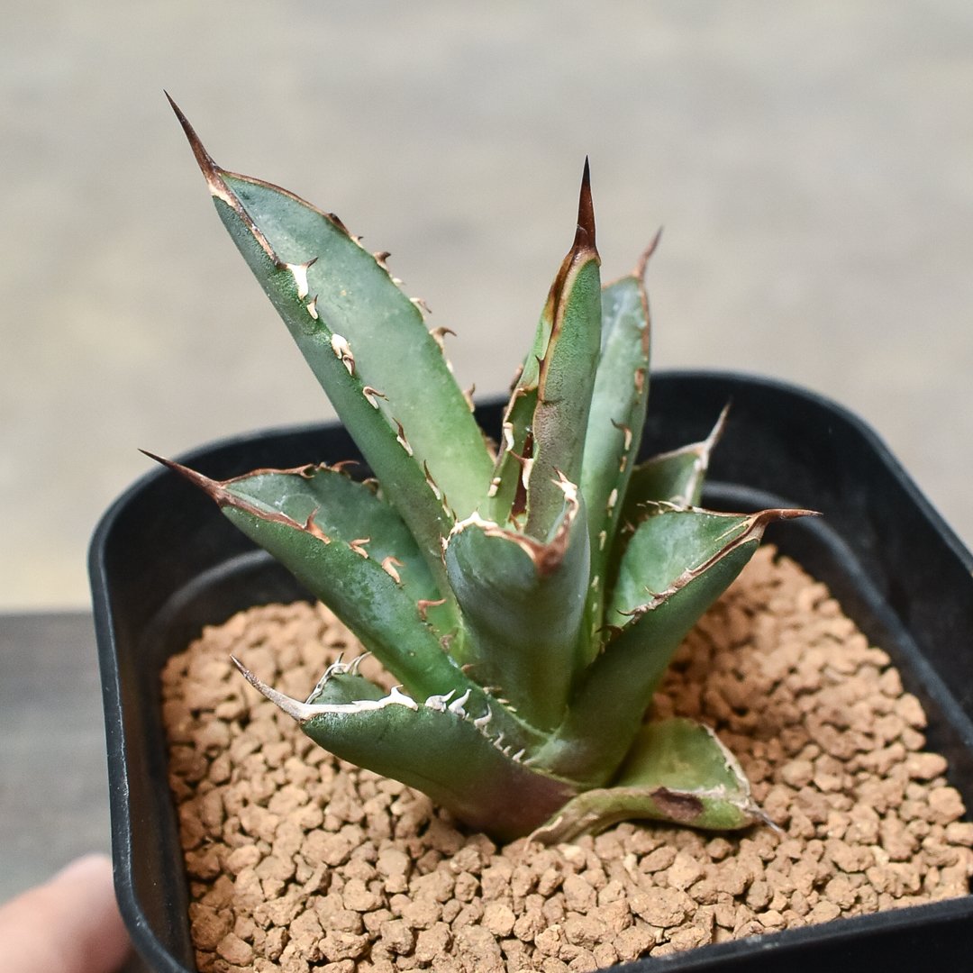 アガベ チタノタ ブラックファイヤー 