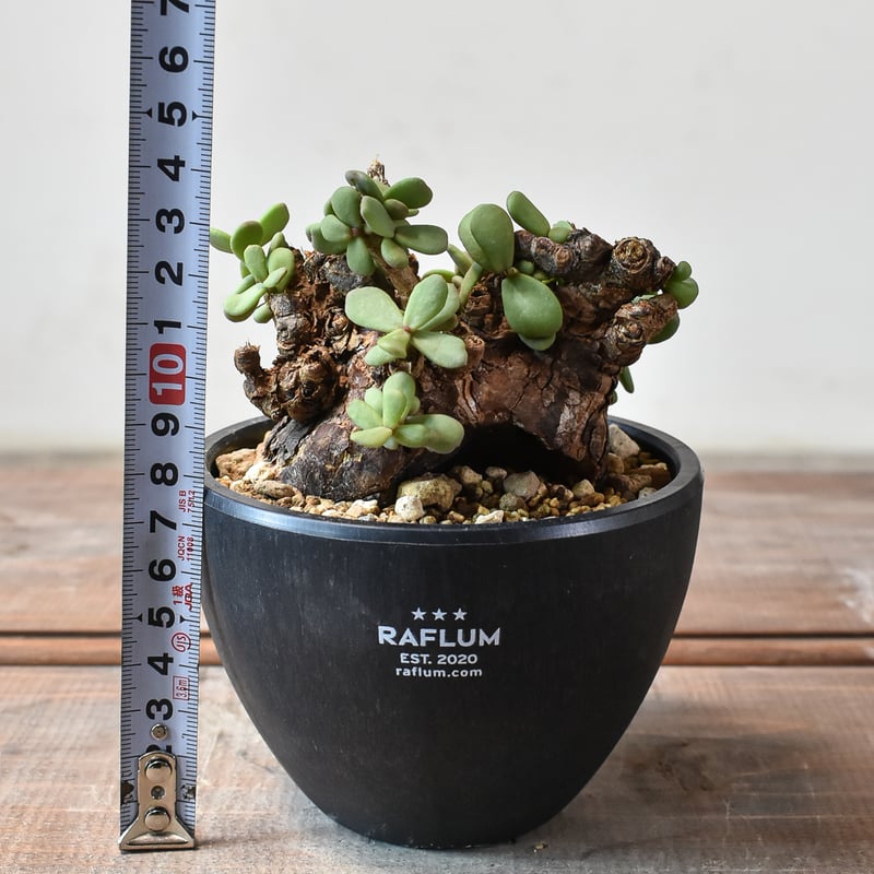 ケラリア ピグマエア 【発根済】B | RAFLUM / ラフラム｜東京、大阪の