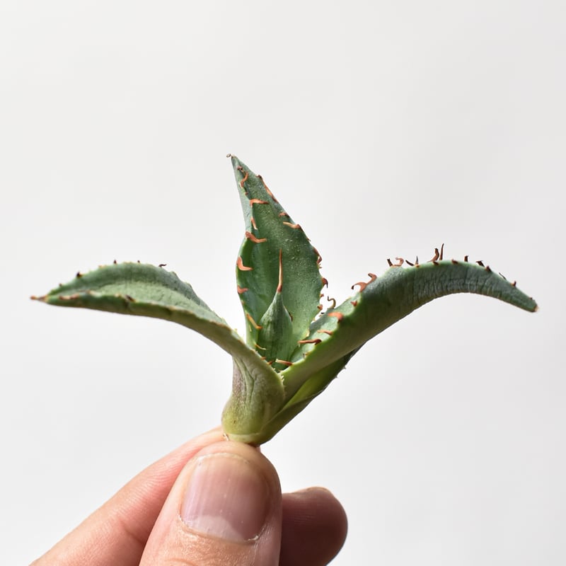 アガベ ハイブリット 