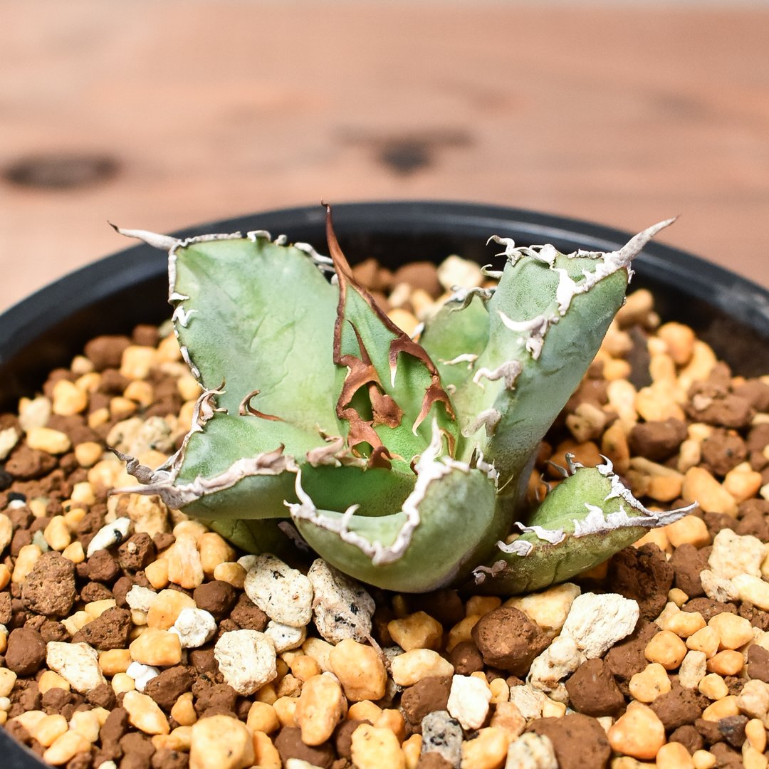 【極上高級株】アガベ チタノタ イラン産　シャーク 大型 アルミニウム鉢付 極上高級株】アガベ チタノタ イラン産 シャーク 大型 アルミニウム鉢