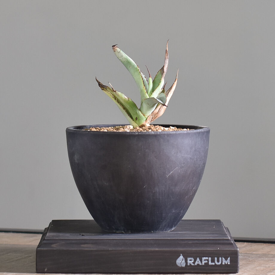 アガベ チタノタ ホワイトアイス 子株【良血統・大人気品種！親株の