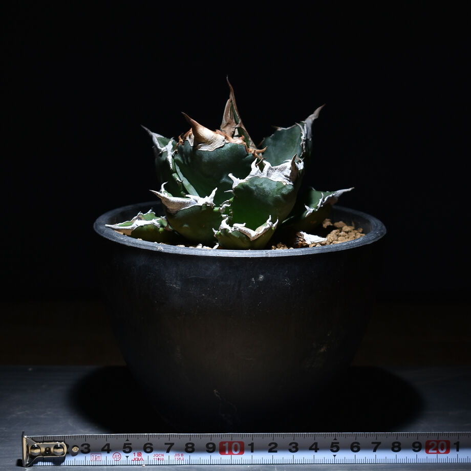 アガベ チタノタ ホワイトファイヤー 