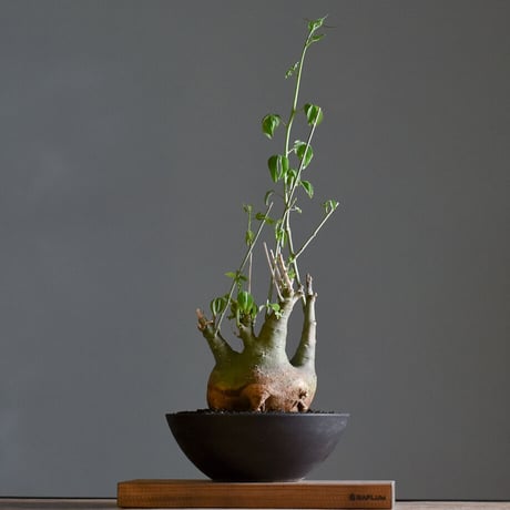 アデニアグラウカ【ツートンカラーの幹が魅力の大注目株！！】RF22211