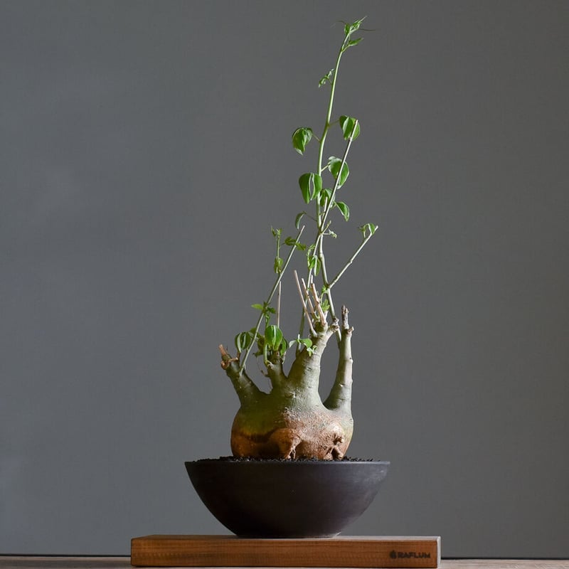 アデニアグラウカ【ツートンカラーの幹が魅力の大注目株！！】RF22211