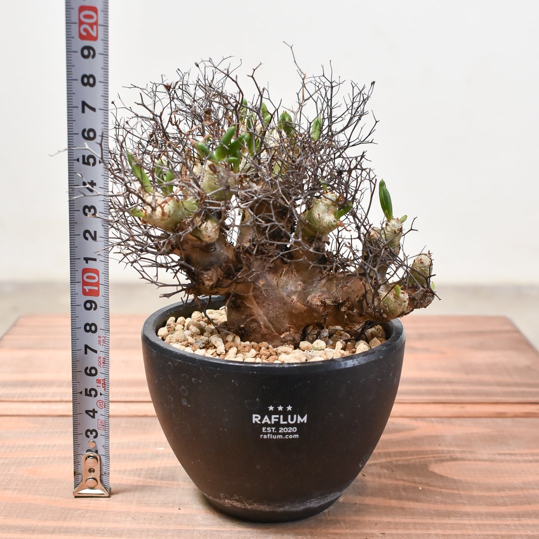 塊根植物:チレコドン・レティキュラーツス/万物想　(現地球、発根済み) チレコドン レティキュラーツス 