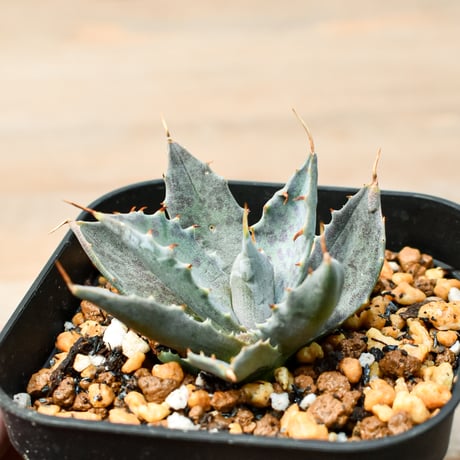 アガベ ハイブリット "邪霊" (特白肌怒雷神×血妖) 【台湾botanical_seeker産】RF25011413