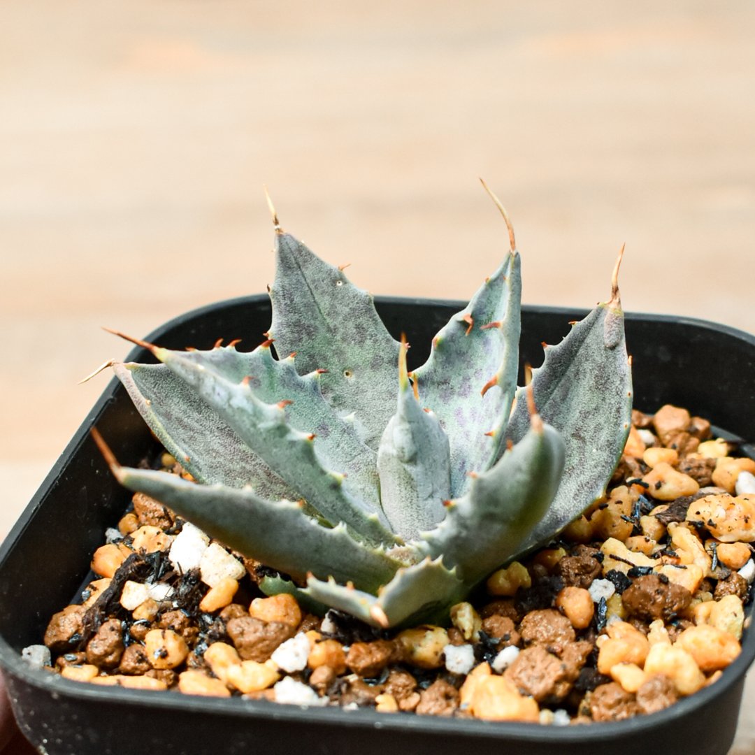 アガベ 特白肌怒雷神×血妖 子株 アガベ 特白肌怒雷神×血妖 子株 - メルカリ