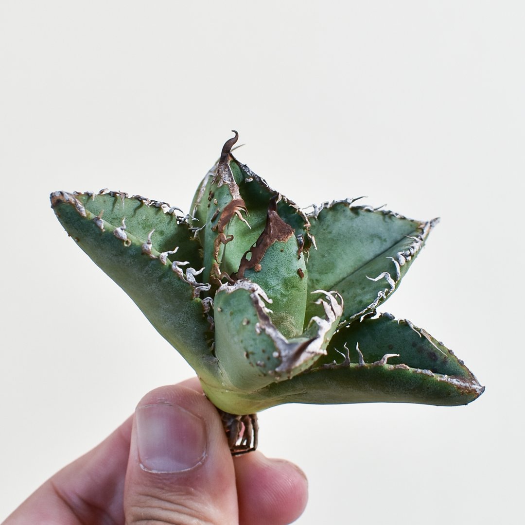 アガベチタノタ　麻花　中株　cho産 アガベ チタノタ 
