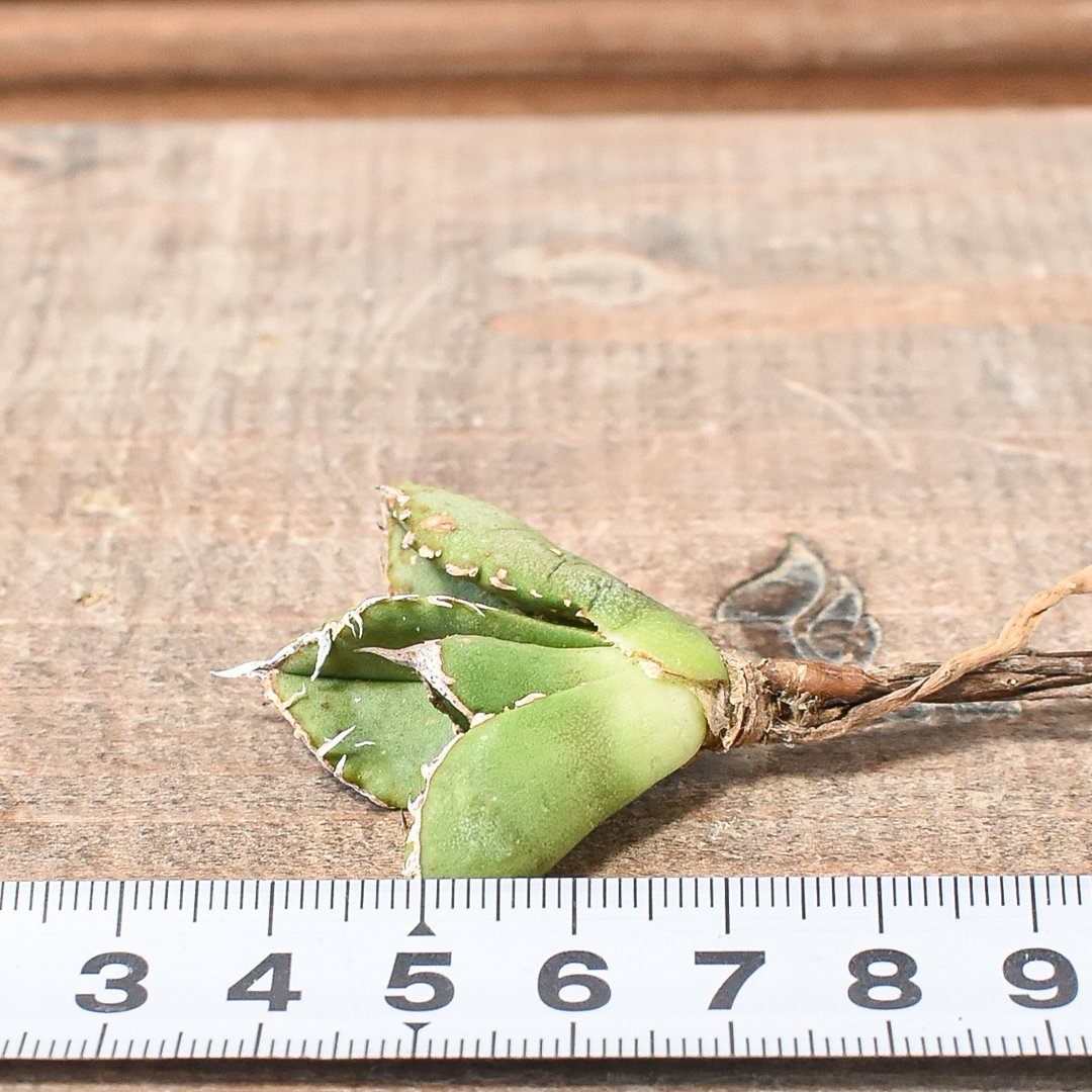 アガベ チタノタ 麻花龍 【台湾 berlin産/子株/抜き苗