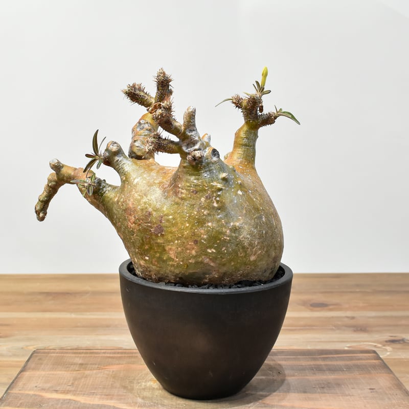 パキポディウム グラキリス 【発根済み】RFKN25010875 | RAFLUM