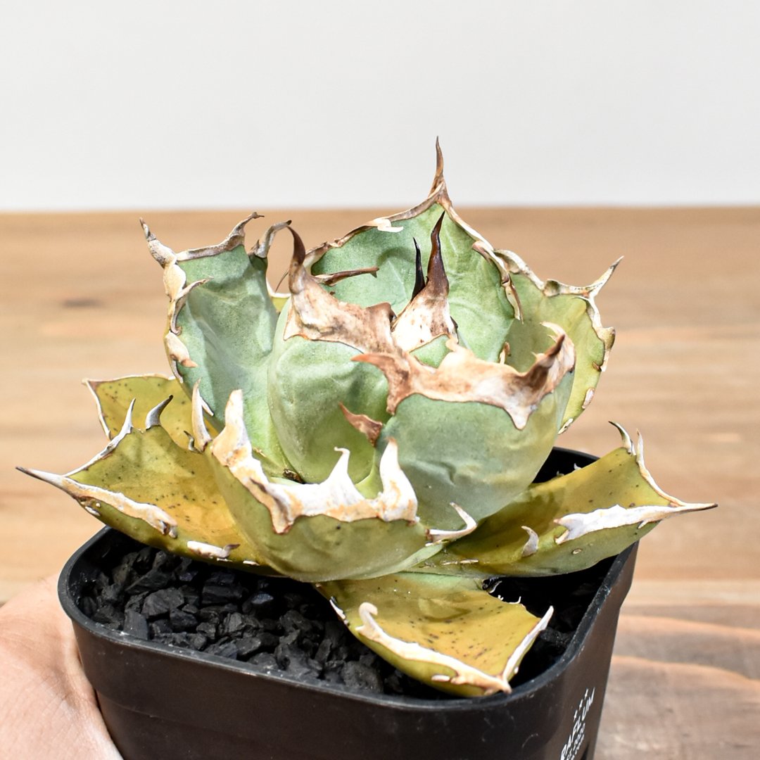 アガベ チタノタ　ピカチュウ アガベ チタノタ 