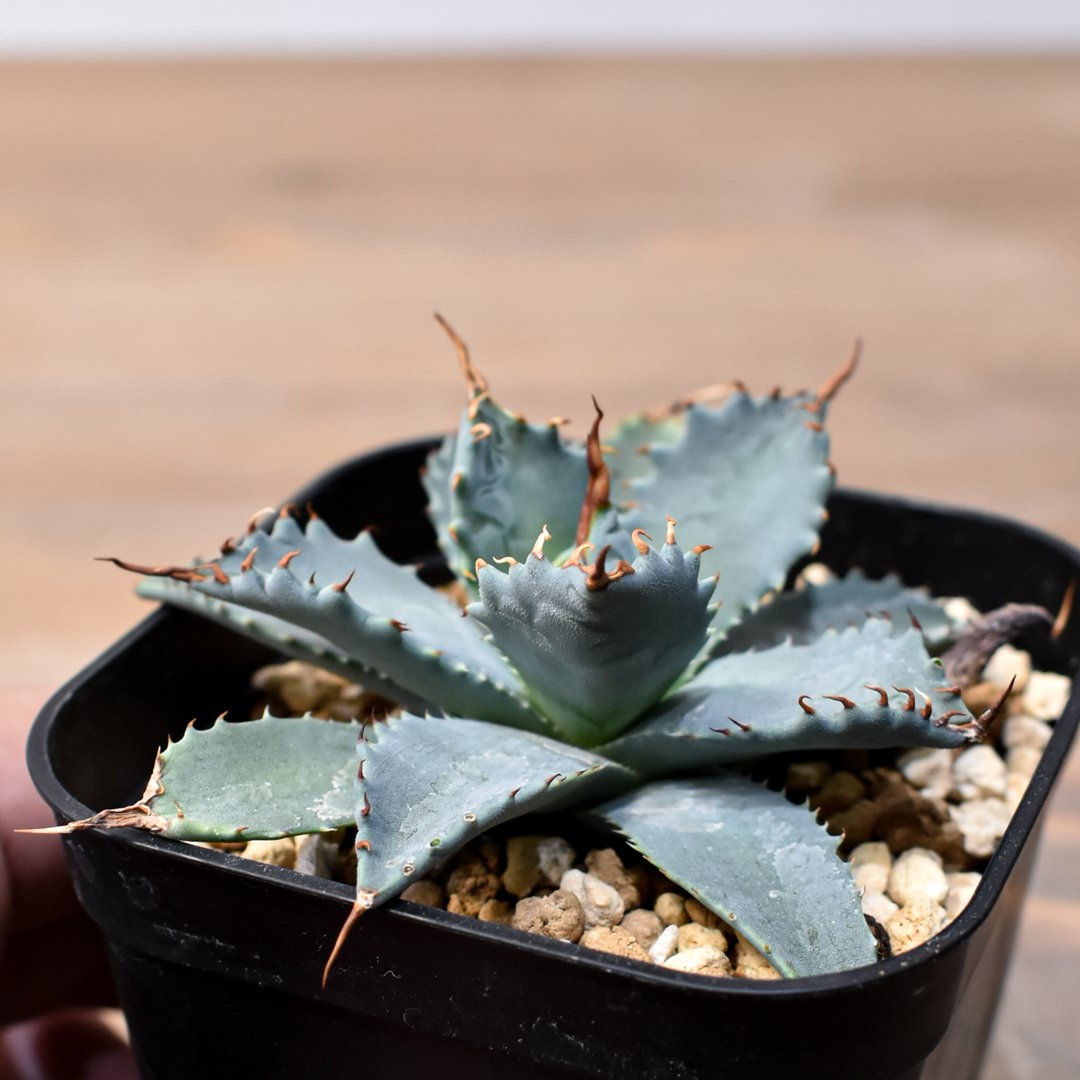 アガベ ハイブリット 日系イシスメンシス×象牙妖炎（陽炎エボリ