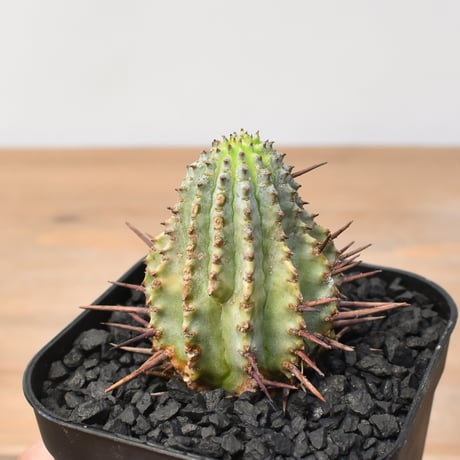 CATEGORY ホリダ | RAFLUM / ラフラム｜東京、大阪の塊根植物