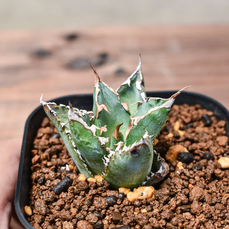 アガベ 狂刺夕映 ソーラーエクリプス多肉植物 観葉植物 アガベ チタノタ ソーラーエクリプス 
