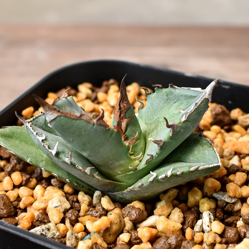 アガベ チタノタ 