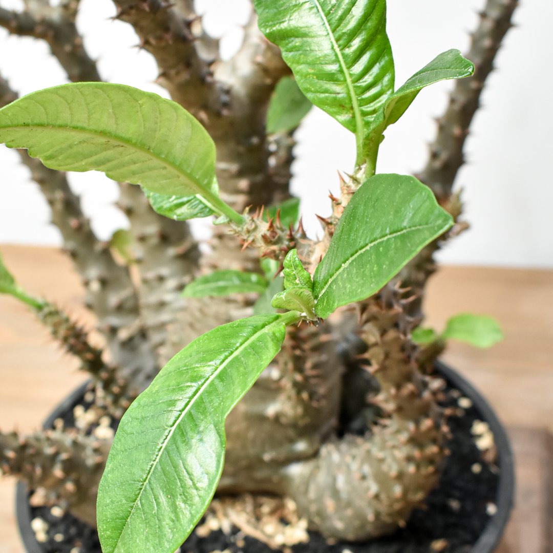 ウィンゾリー　　現地株 Pachypodium baronii var. windsorii ウィンゾリーの現地球 実生株とは