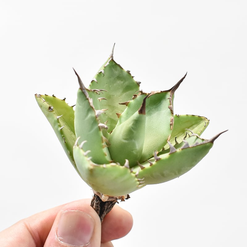 アガベ Dennis hybrid 甲妖x鬼爪（isthmnensis x utahensis