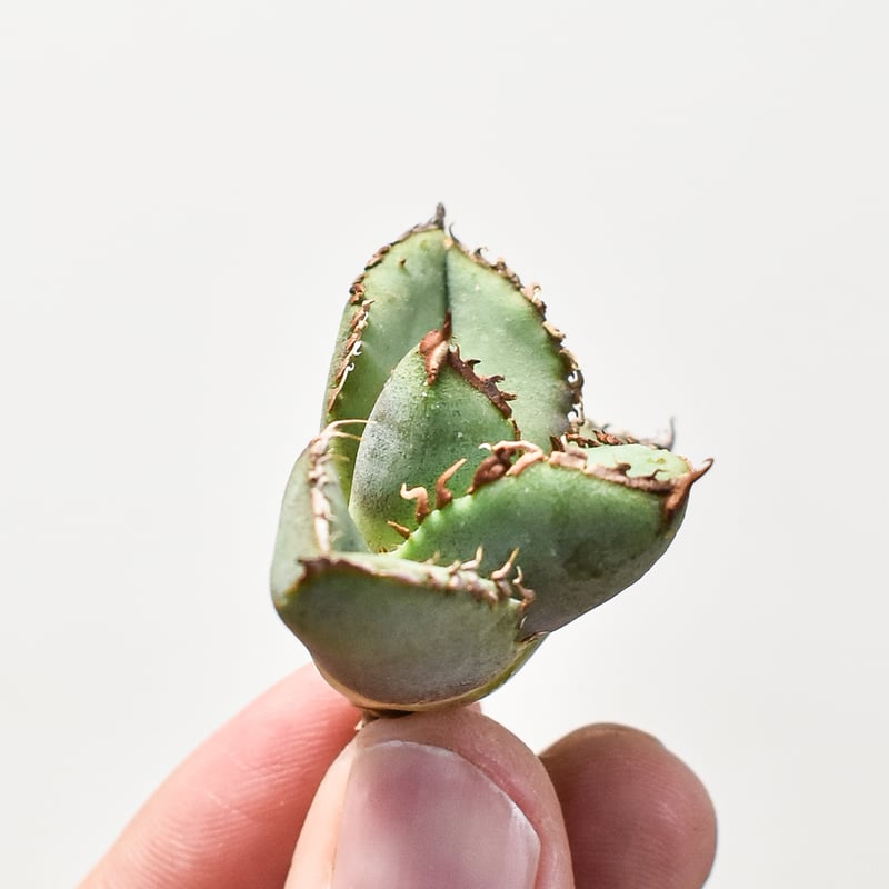 アガベ チタノタ 麻花 【台湾 dragon agave産/抜き苗】DG2400550 | R