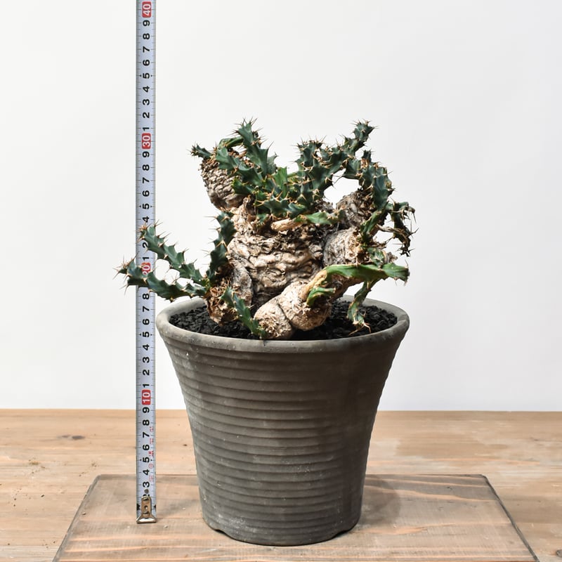 ユーフォルビア クラビゲラ 