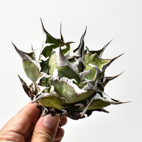 RAFLUM ★★★　INDUSTRIAL BRANCH RAFLUM INDUSTRIAL BRANCH