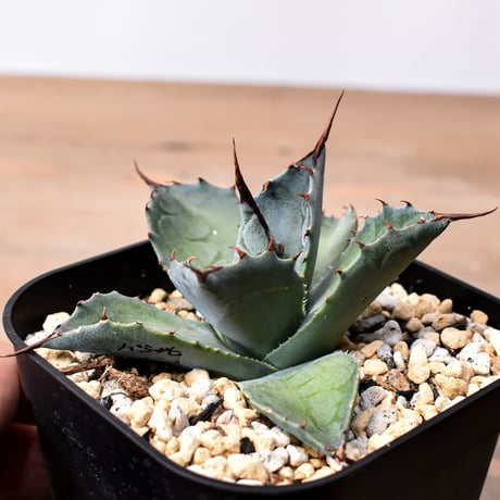 アガベ ハイブリット （パラサナ、イシスメンシス）× 曙光【台湾botanical_seeker産】E RF25011565