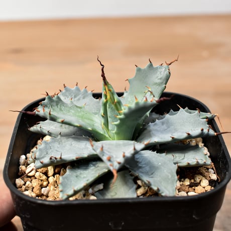 アガベ ハイブリット 日系イシスメンシス×象牙妖炎（陽炎エボリ）【台湾botanical_seeker産】RF25011398