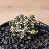 パキポディウム マカイエンセ 【現地球/発根済み】HK2409027(T