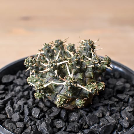 ユーフォルビア | STORES