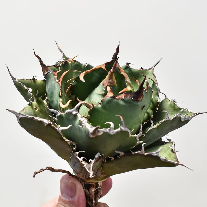 アガベ チタノタ 白鯨 