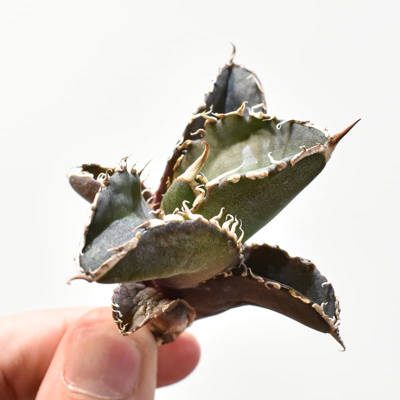 レア品種】アガベ チタノタ 