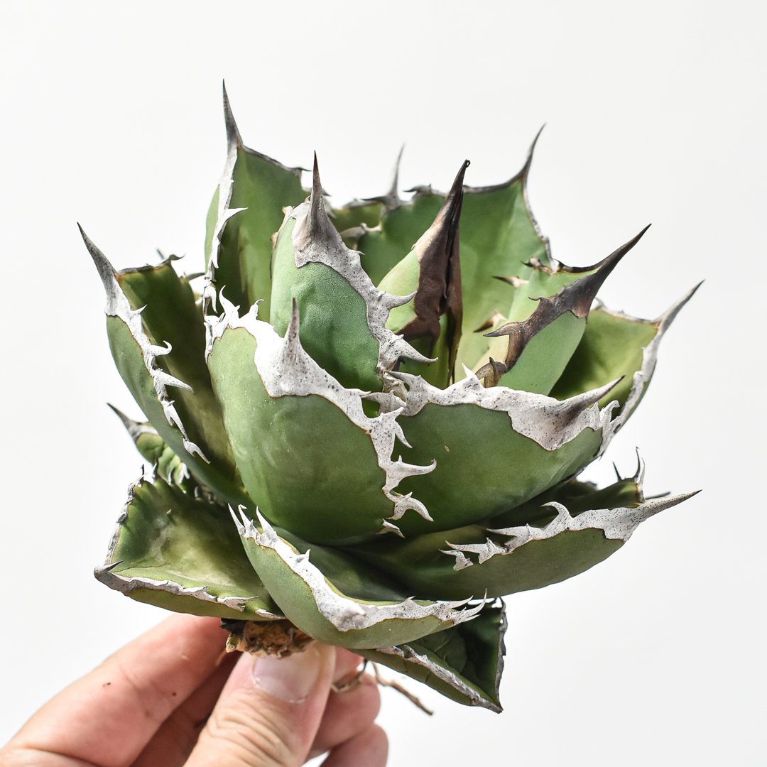 アガベ チタノタ シャークソード 